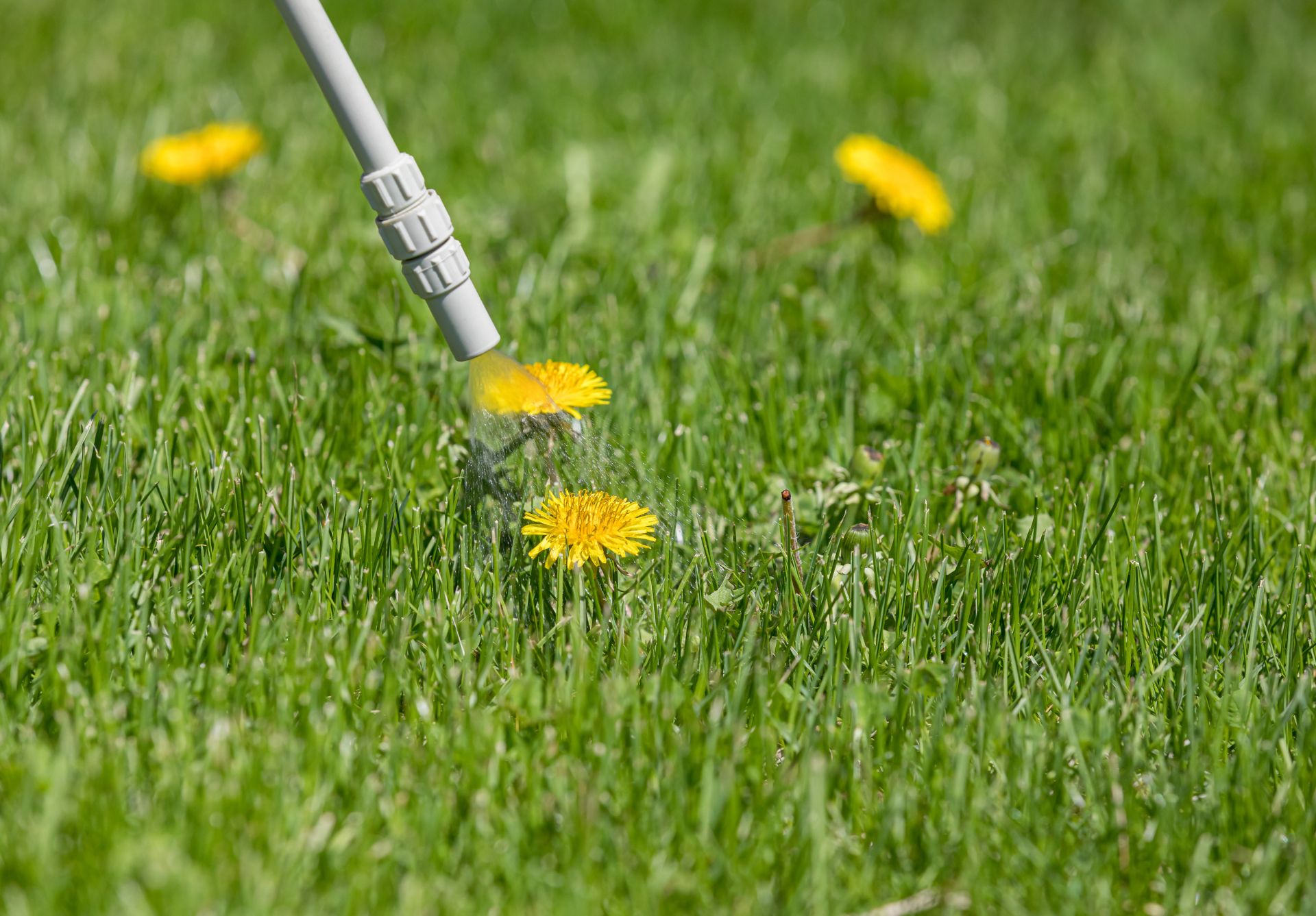 roundup weed killer