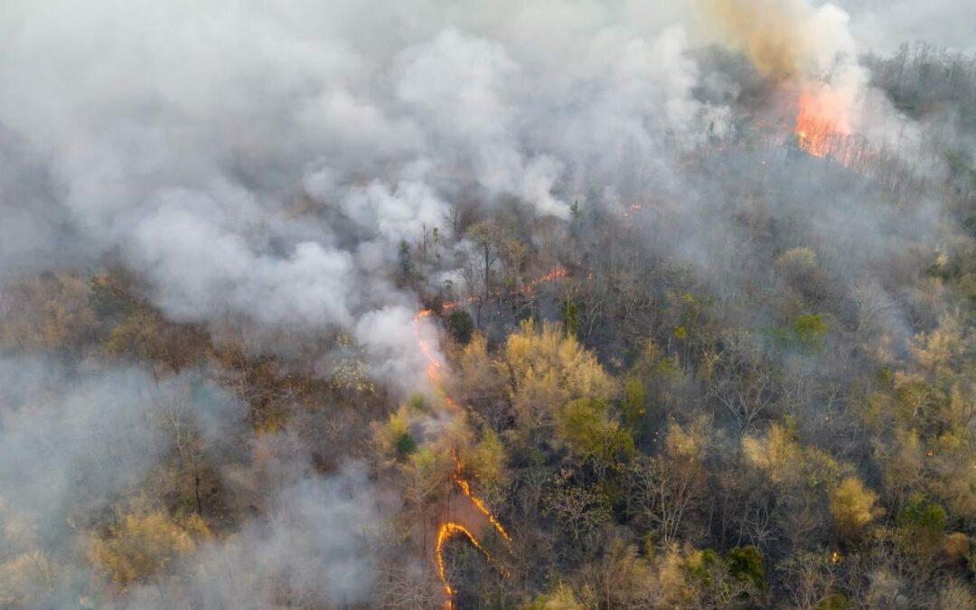AWKO Law Fights for Kids Exposed to Wildfire Toxins